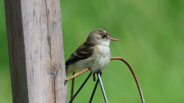 A Willow Flycatcher on wire.
