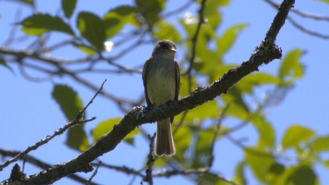 Willow Flycatcher. I had to adjust some dials as the light was pretty bad here.