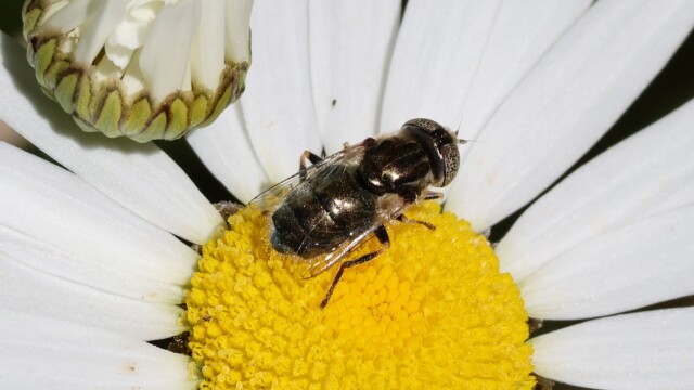 "Look into my freaky eyes," said the fly.