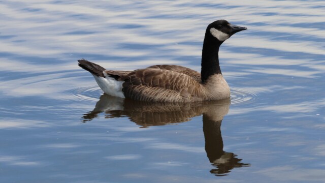 Canada Goose contemplating drama.