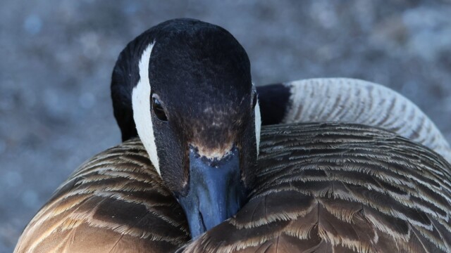 Canada Goose not quite snoozing.