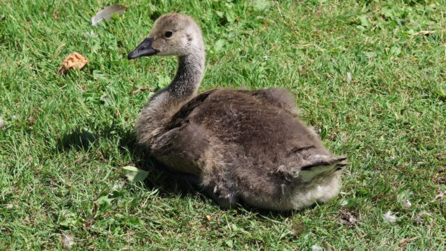 A gosling chilling out on the grass.
