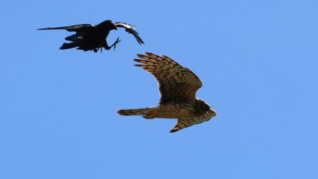 Not a great shot, but great drama. A crow informs a Northern Harrier it has invaded the crow's space.