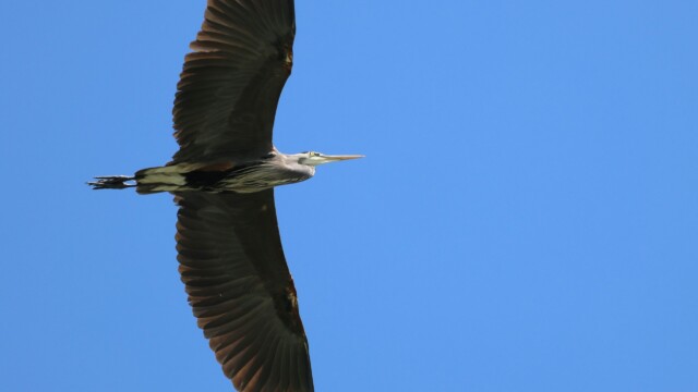 Don't zoom in. I was lucky to grab this shot of a heron flying overhead.