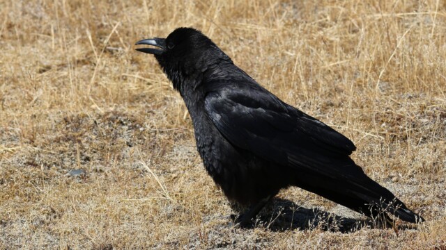A crow panting in the heat.