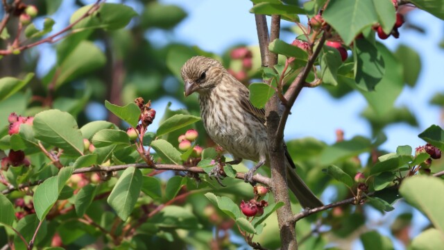 A House Finch pondering berries before digging in.