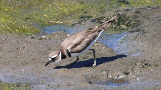 Killdeer on the shoreline at Centennial Beach.