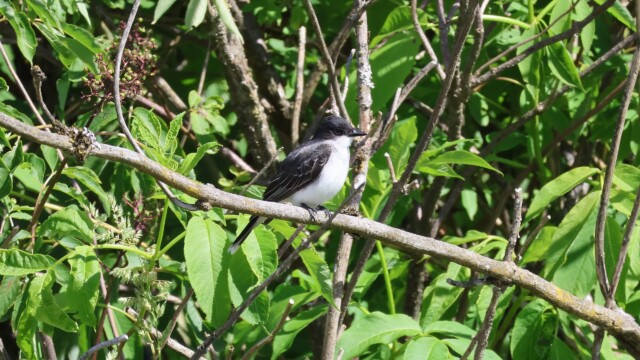 Eastern Kingbird perched.