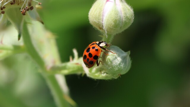 A ladybug checking things out.