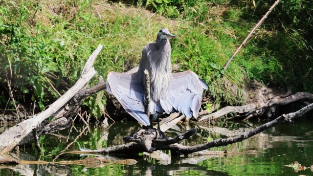 Not a great shot, but this Great Blue Heron cooling itself looks totally metal.