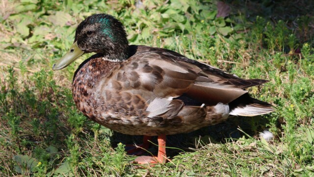A male Mallard unfussed about his scruffy looks.