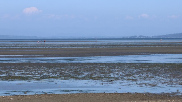 Boundary Bay, with less bay thanks to low tide.