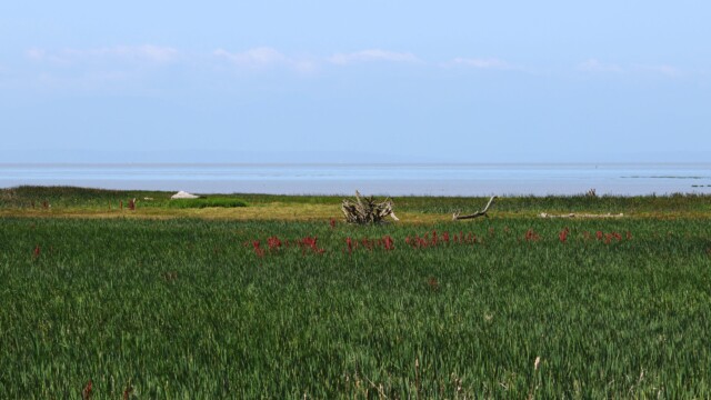 Marshland scenery at Reifel.