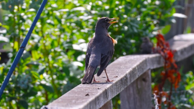 American Robin "panting" to beat the heat. It was 32C at this point.