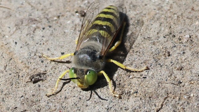 Sand wasp up close and thinking of digging a burrow.