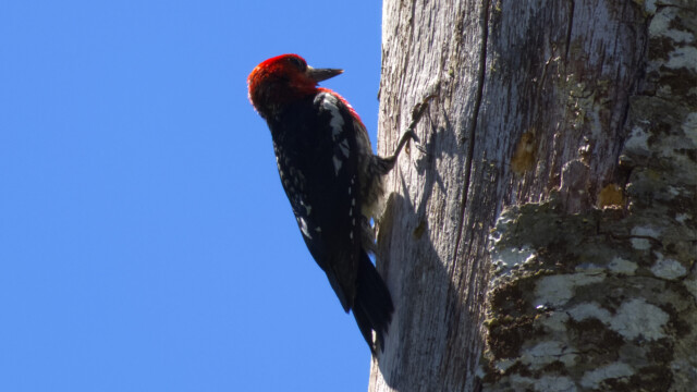 Red-bellied Sapsucker. The shadows were harsh, I did what I could!