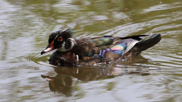 A scruffy-looking male Wood Duck, losing his breeding plumage.