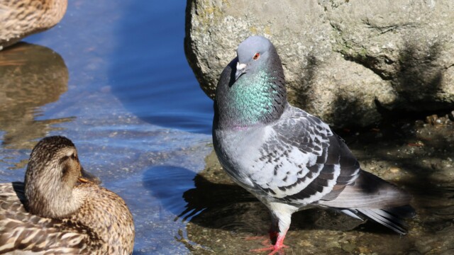 A pigeon trying to convince a female Mallard that it is very sexy.