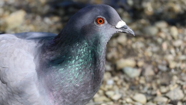 Shady pigeon.