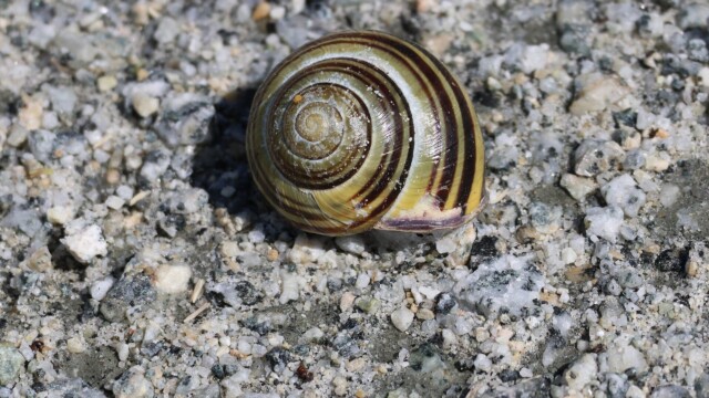 An empty snail shell.