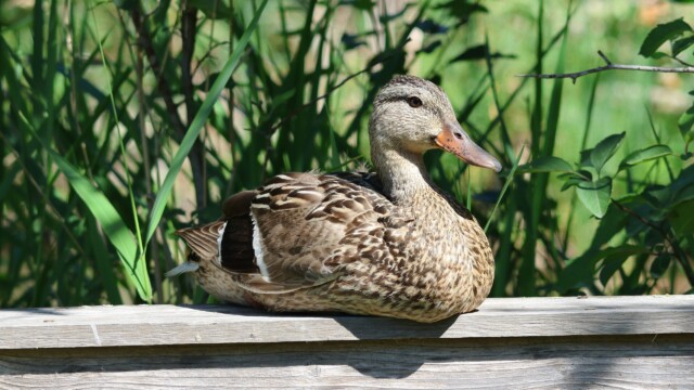 A sitting duck.