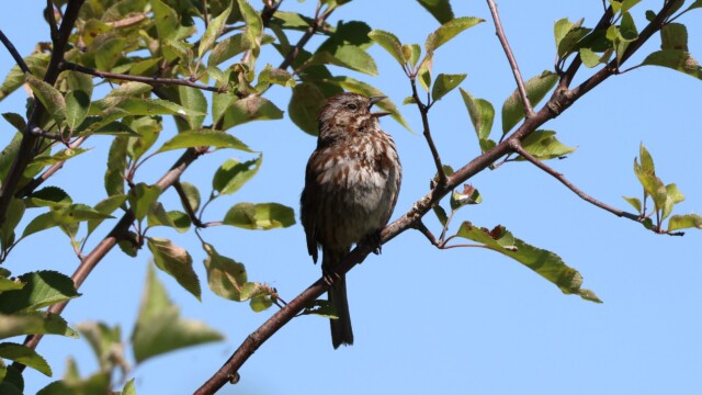Song Sparrow mid-song.