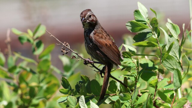 Song Sparrow with classic, "Whatchoo lookin' at?" pose.