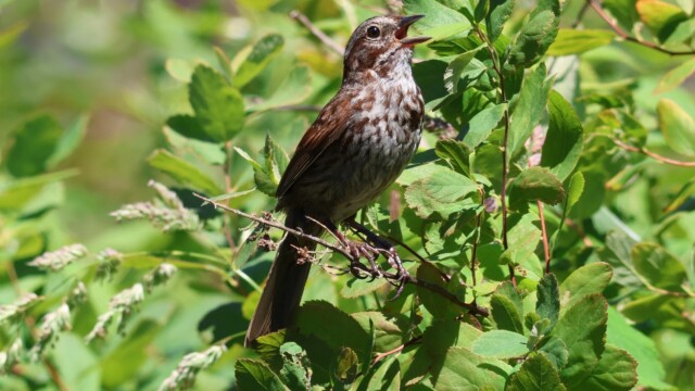 Song Sparrow singing.