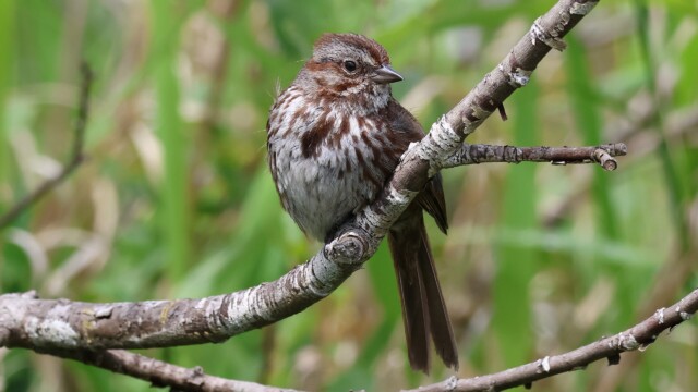 Song Sparrow preparing to belt it out.