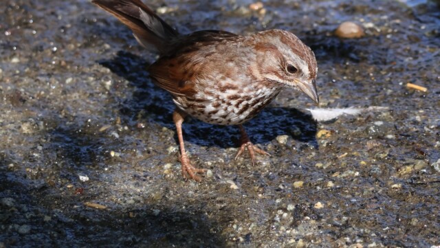Song Sparrow in shadow.