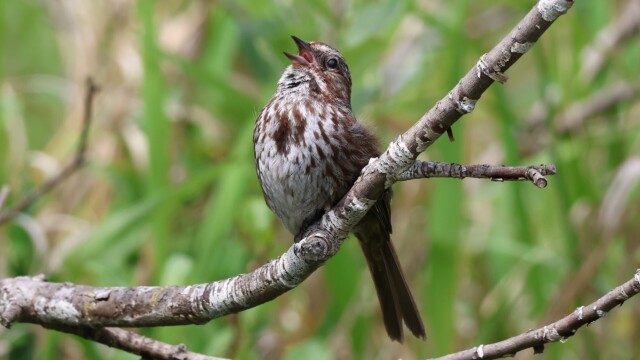 Song Sparrow belting it out.