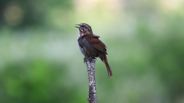 A different Song Sparrow doing its thing.