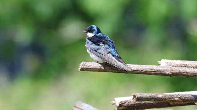 A Tree Swallow at rest.
