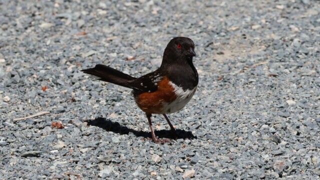 A Spotted Towhee, caught in the nanosecond before it started madly hopping around again.