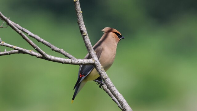 A Cedar Waxwing pausing before taking off.
