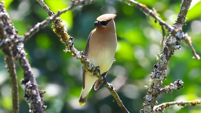 One of a bunch of Cedar Waxwings in a tree at Campbell Valley Regional Park.