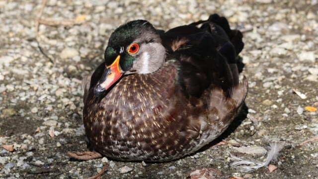 A male Wood Duck contemplating life (well, a few months) without a resplendent mullet.