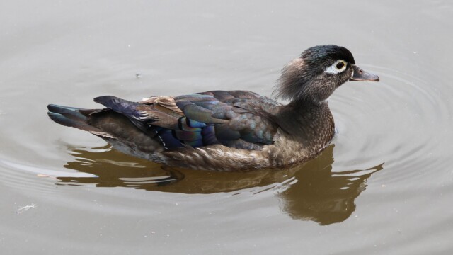 Female Wood Duck cruising along.