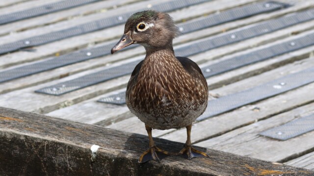 Female Wood Duck, posing.