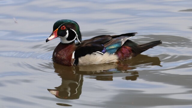 A male Wood Duck with mullet intact.