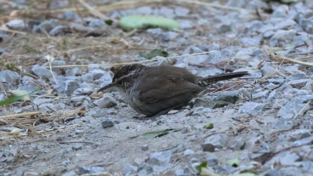 A Bewick's Wren having a dirt bath, as ones does.