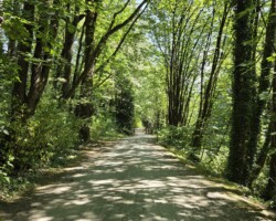 Sun dappled trail