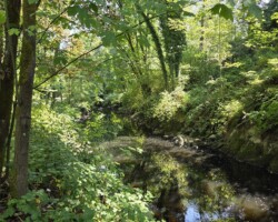 The river
