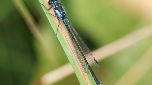 Blue damselfly.