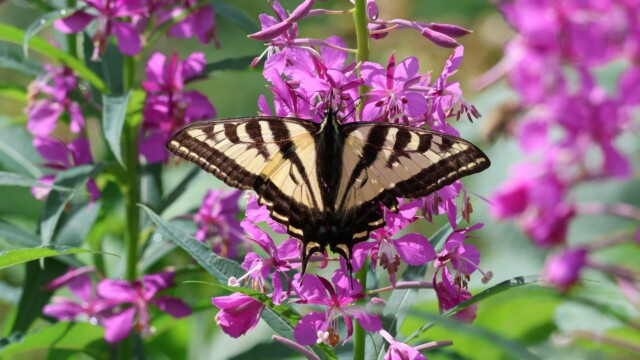 A Tiger Swallowtail and its long, freaky proboscis.