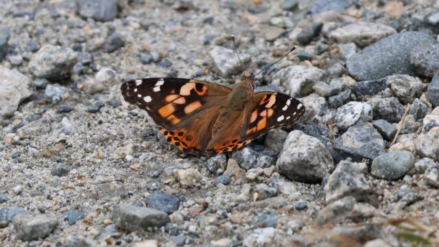 A Variegated Fritillary enjoying the gravel.