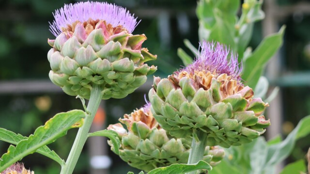 Artichokes in the garden.