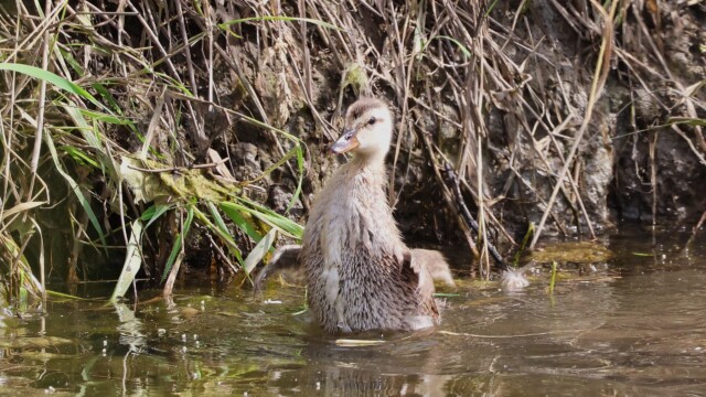 Baby duck flapping its winglets.