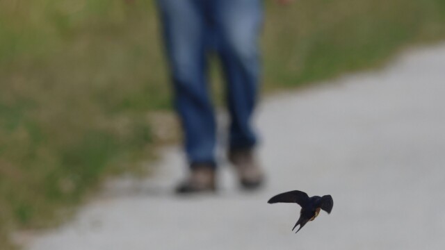 A barn swallow takes off as a guy in jeans approaches. It's kind of arsty?