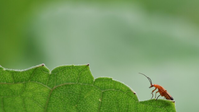 Red soldier beetle scaling a leaf.